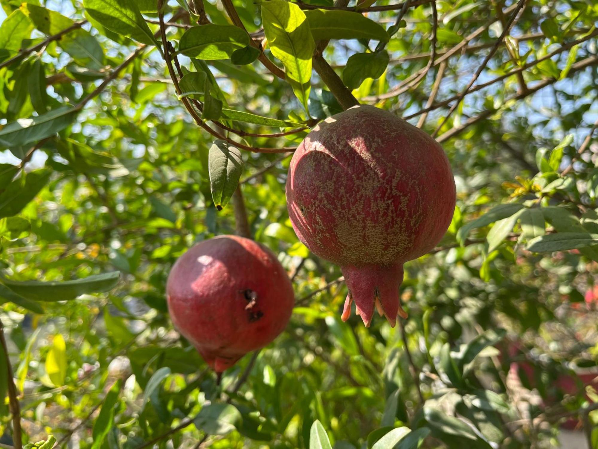 Mulberry Garden Otel Varanasi Dış mekan fotoğraf